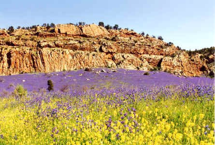 buckaringagorge.jpg: Flinders Ranges, buckaringa, Quorn, travel, tours, camping, wild flowers